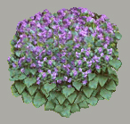 lilac bush
